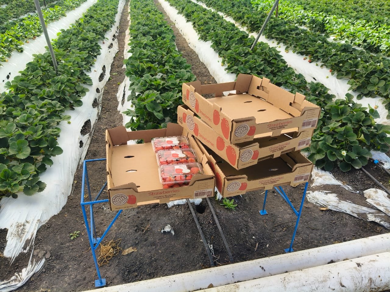 WhatsApp Image 2025-12-19 at 7.34.57 PM