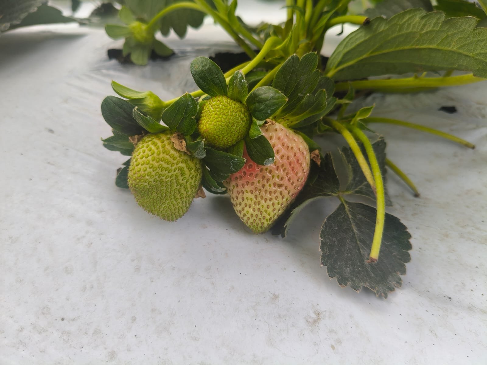 WhatsApp Image 2025-12-19 at 7.34.58 PM (1)