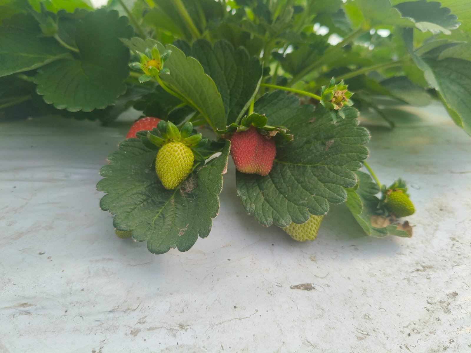 WhatsApp Image 2025-12-19 at 7.34.58 PM (2)