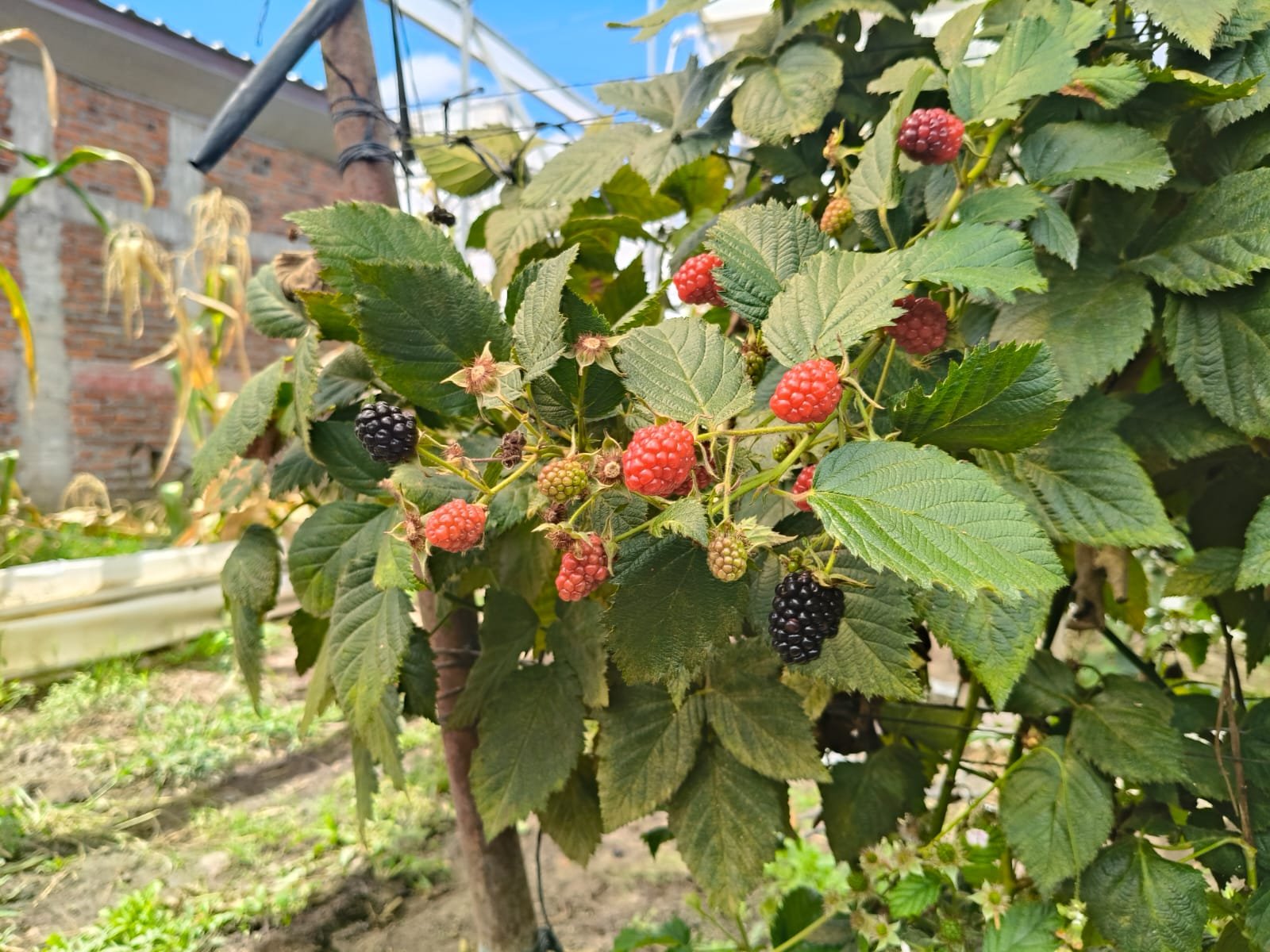 WhatsApp Image 2025-12-19 at 7.35.00 PM (3)