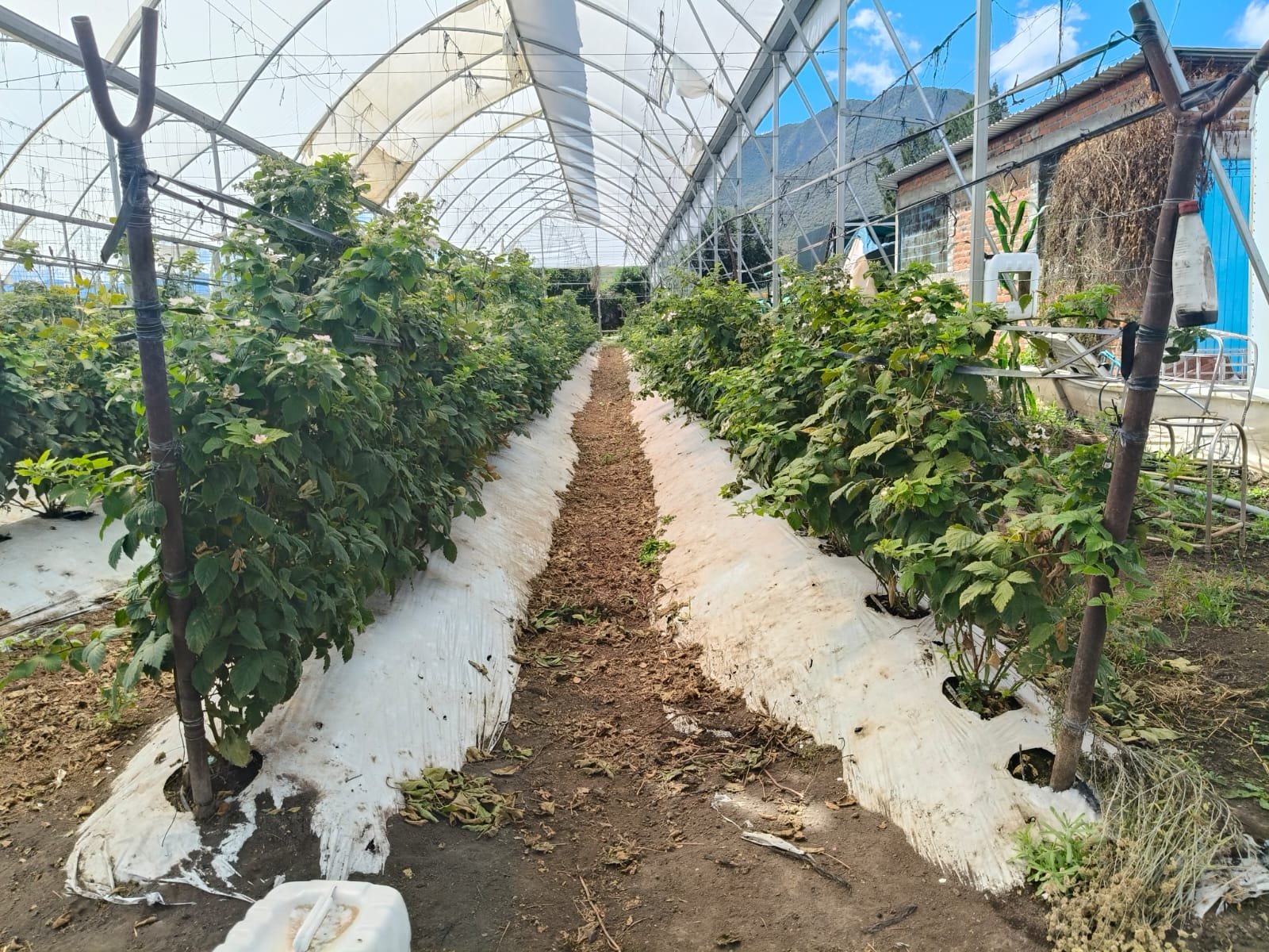 WhatsApp Image 2025-12-19 at 7.35.01 PM