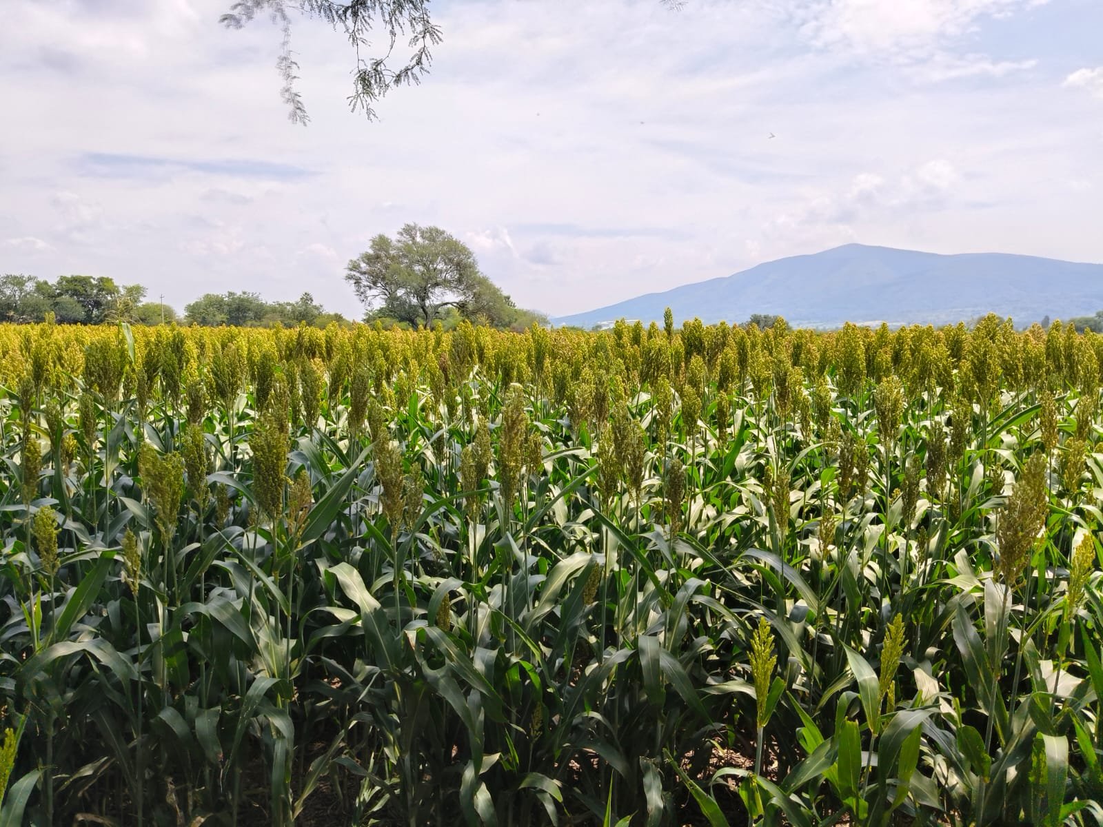 WhatsApp Image 2025-12-19 at 7.35.03 PM (1)