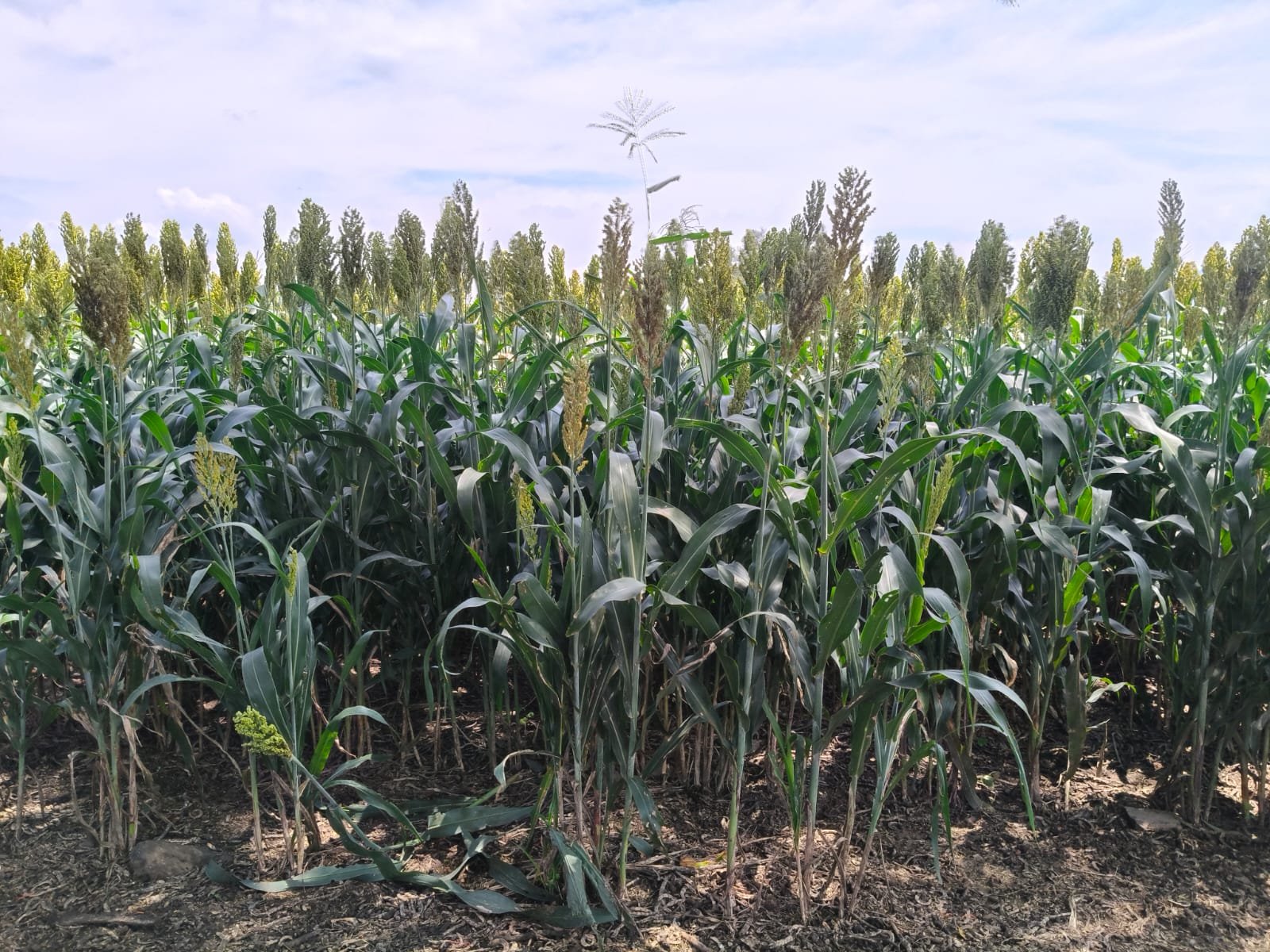 WhatsApp Image 2025-12-19 at 7.35.03 PM