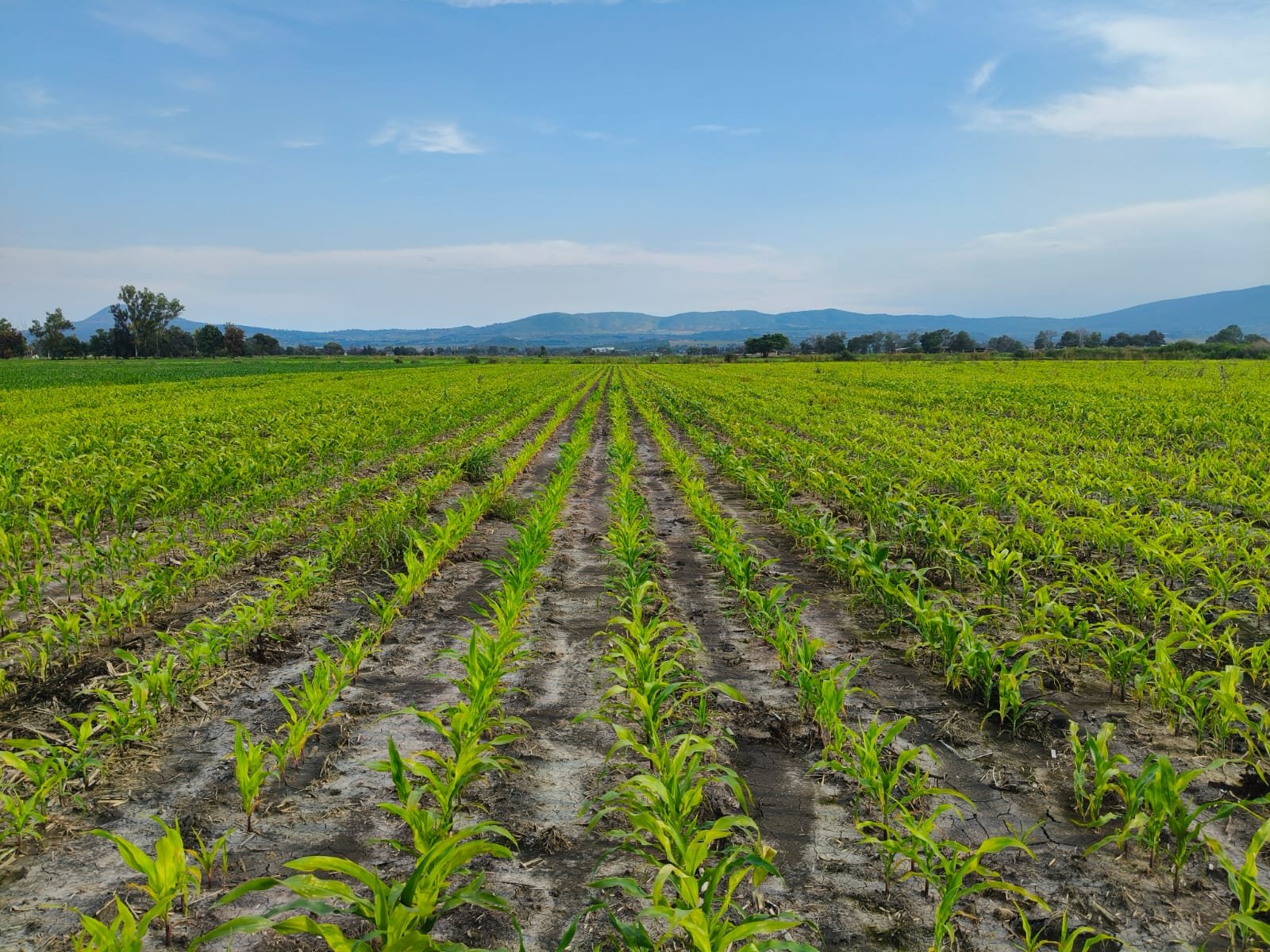 WhatsApp Image 2025-12-19 at 7.35.06 PM (1)