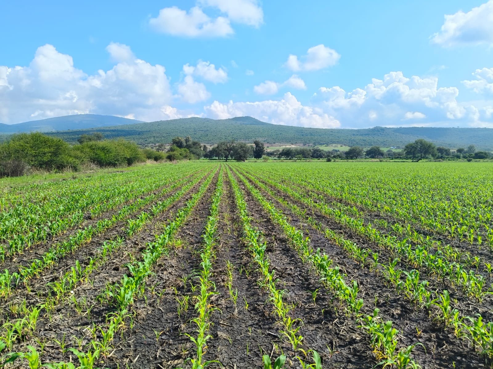 WhatsApp Image 2025-12-19 at 7.35.07 PM